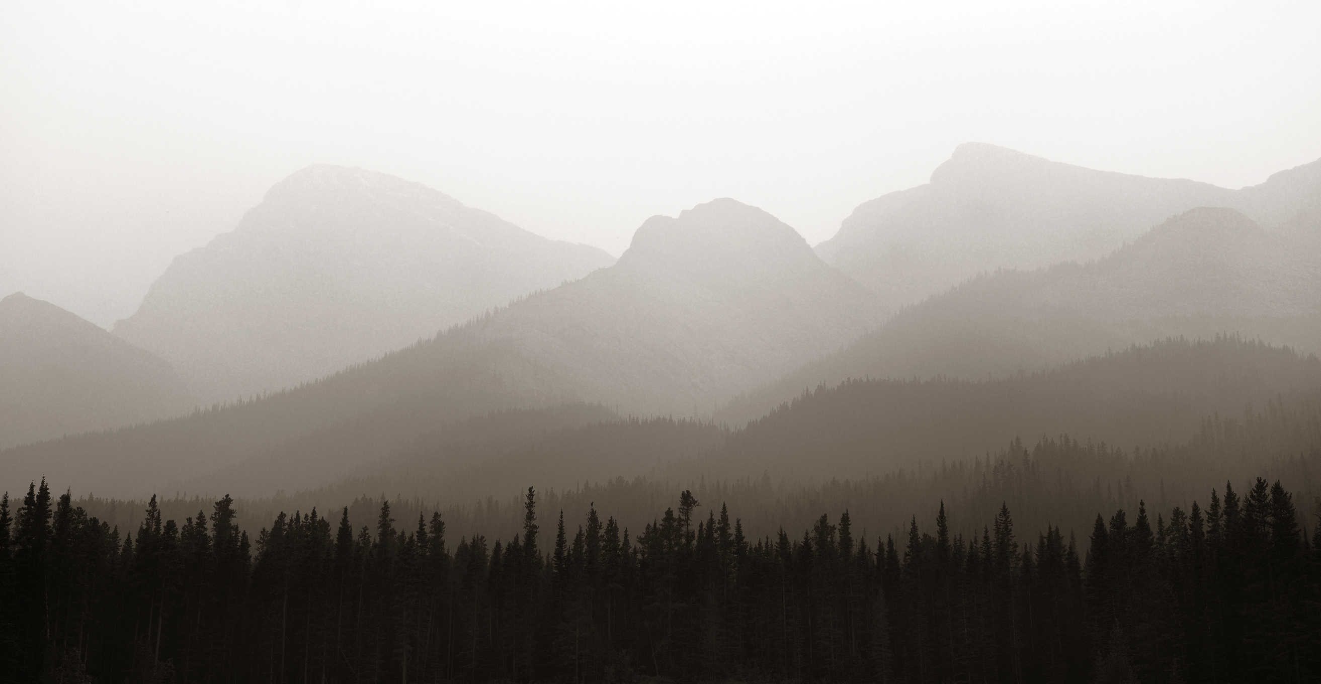 Foggy mountain forest